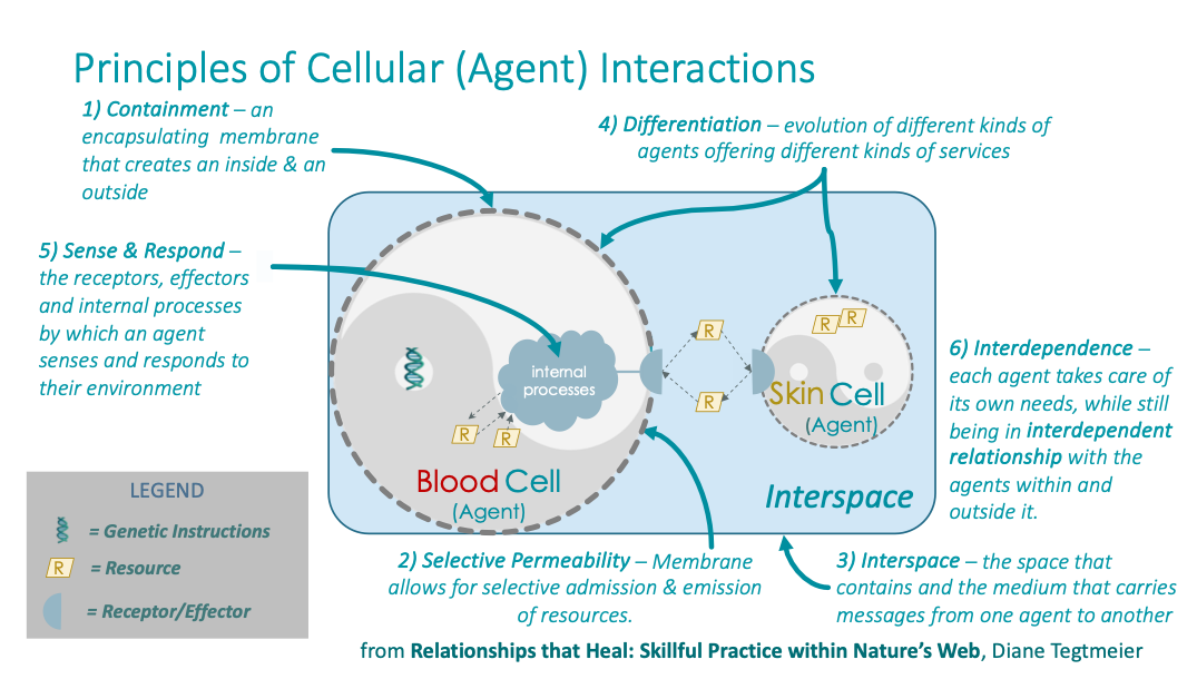 Principles of Cellular (Agent) Interactions